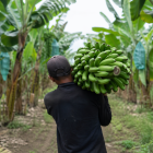 Toque de queda: trabajador del sector bananero en jornada agrícola, en recreación de IA.