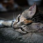 Imagen referencial. Los gatos abandonados fueron encontrados por personal municipal.