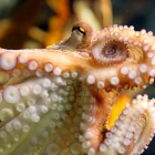 Los pulpos prehistóricos se sitúan en el mismo rango de tamaño que el Mosasaurus hoffmannii