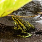 Más de 400 especies de ranas están en peligro en Ecuador y un parque en Los Chillos lucha para evitar su desaparición.