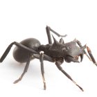 La nueva especie Aphantochilus rainbow fue encontrada en la copa de los árboles del Parque Nacional Yasuní