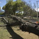 En varios tramos se retirarán árboles en riesgo.