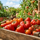 Desde el punto de vista vitamínico, el tomate es una verdadera "bomba" de micronutrientes