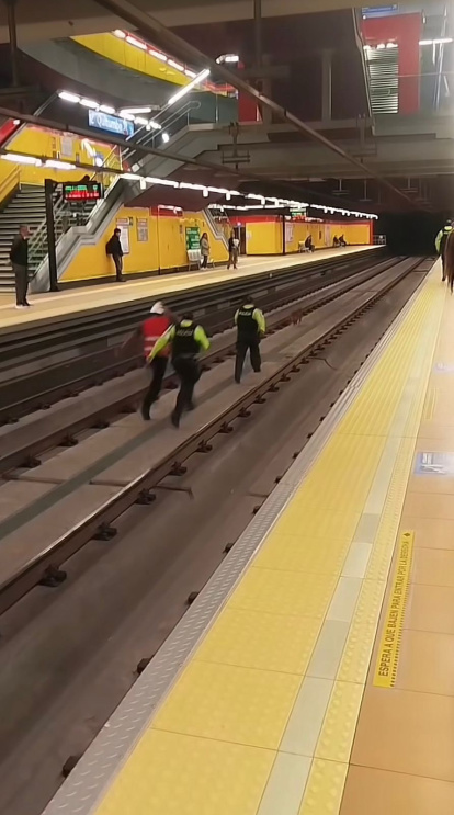 Se hizo viral el video en el que los policías persiguen, sin éxito, al perro.