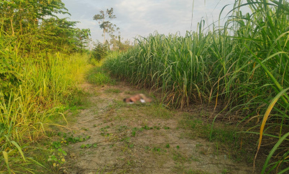 El cadáver estaba en un pequeño camino entre plantaciones de caña de azúcar.