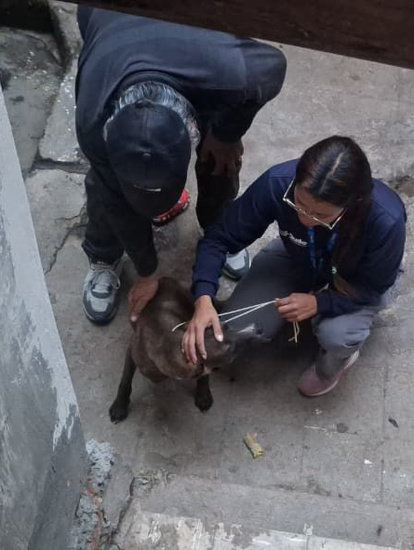 En el sitio no se encontraron a los responsables de los perros.