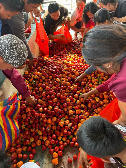 La cosecha de la chonta se realiza en grupo y marca el inicio de esta tradición ancestral en la Amazonía.