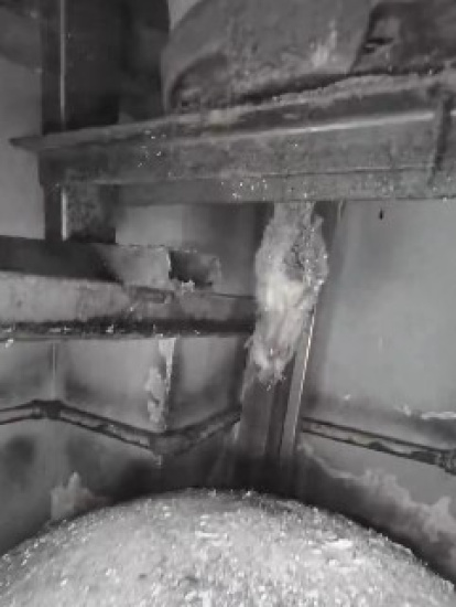 Uno de los roedores fue encontrado muerto bajo una hornilla.