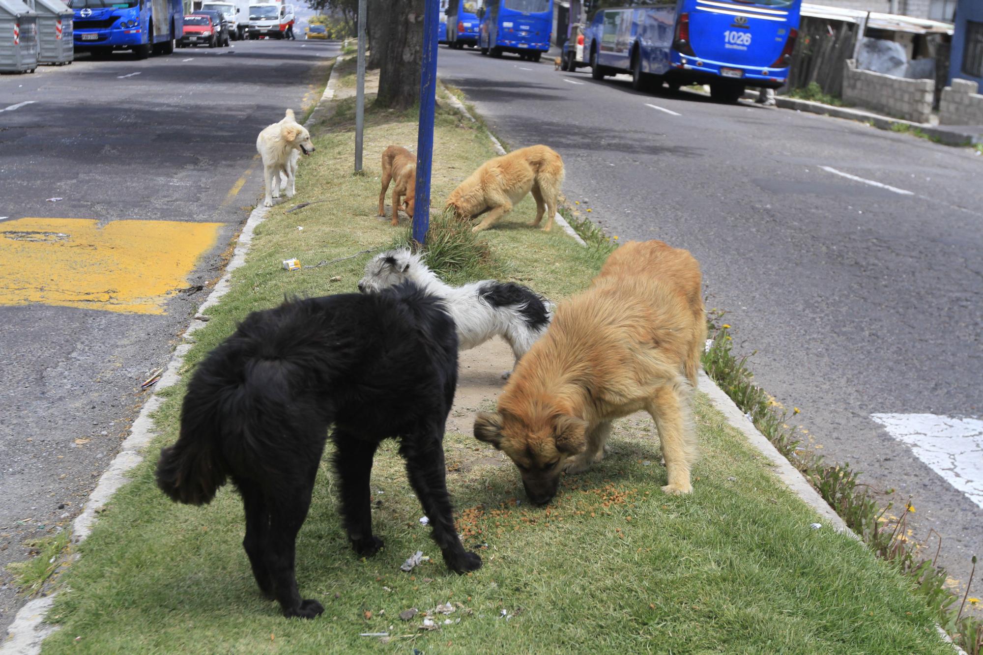 Los Perros Han Invadido Las Calles De Pisul los-perros-han-invadido-las-calles-de-pisul