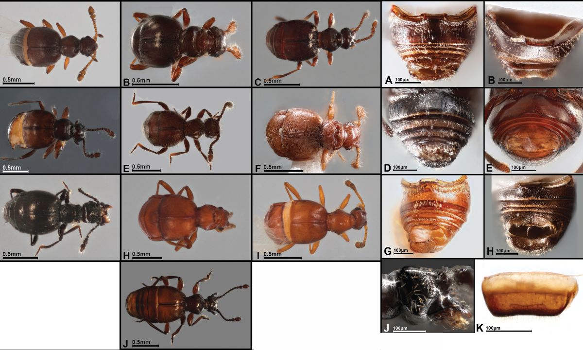 Manicho Insecto Hallazgo en Ecuador: científicos describen 22 nuevas especies de ...